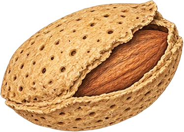 The drawing: almond, cracked shell