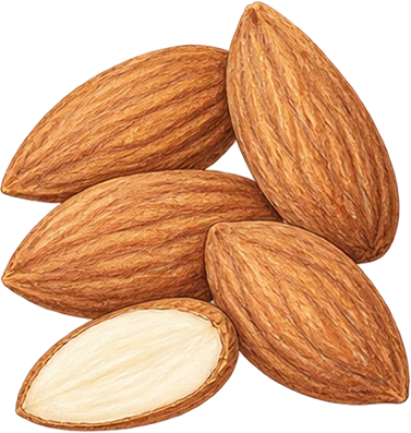 The drawing: almond, kernels