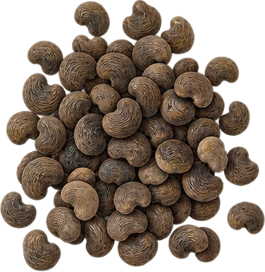 The drawing: ambrette, seed heap