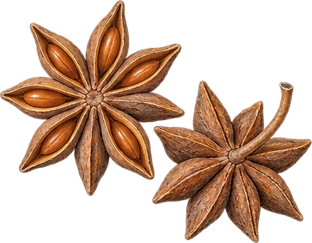 The drawing: anise, dried stars