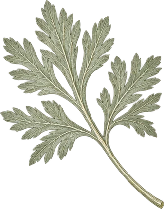 The drawing: artemisia, basal leaf