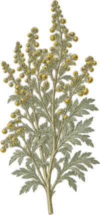 The drawing: artemisia, flowering top