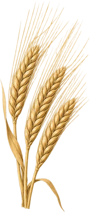 The drawing: barley, barley ears