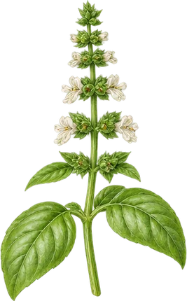 The drawing: basil, flowering top