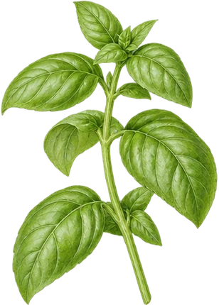 The drawing: basil, leafy sprig