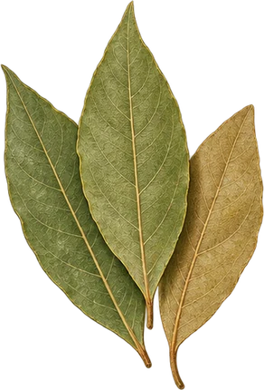 The drawing: bay, dried leaves