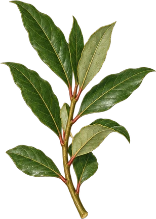 The drawing: bay, leafy sprig