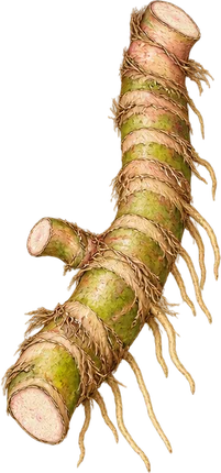 The drawing: calamus, fresh rhizome
