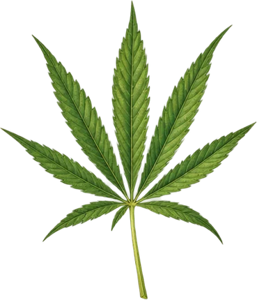 The drawing: cannabis, single leaf