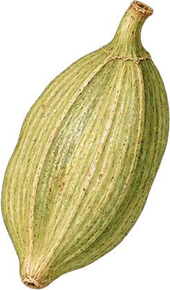 The drawing: cardamom, green pod