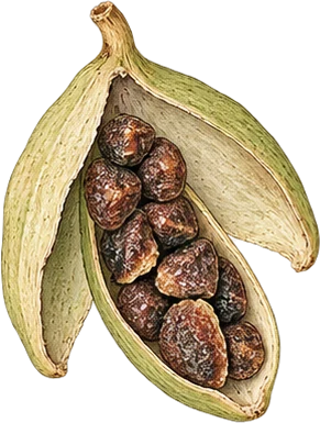 The drawing: cardamom, split pod