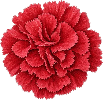 The drawing: carnation, flower head