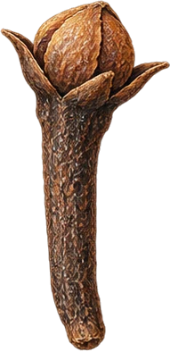 The drawing: clove, dried clove