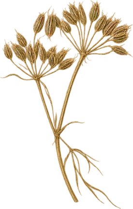 The drawing: cumin, dry fruiting stem