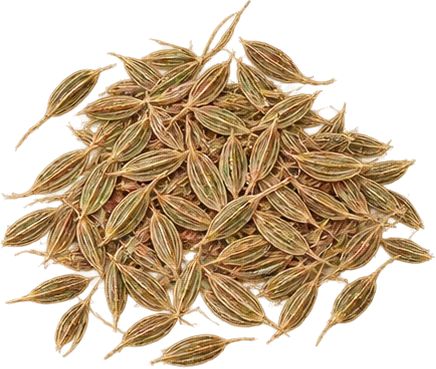 The drawing: cumin, seed heap