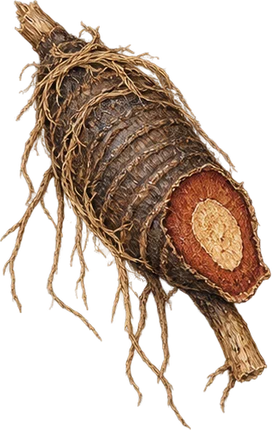 The drawing: cypriol, broken tuber