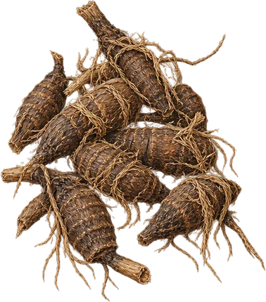The drawing: cypriol, tuber heap