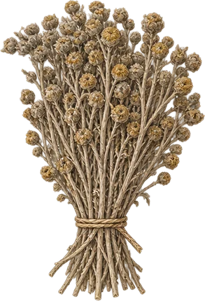 The drawing: davana, dried bunch