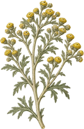 The drawing: davana, flowering sprig