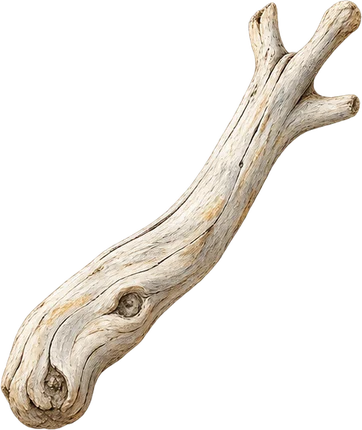 The drawing: driftwood