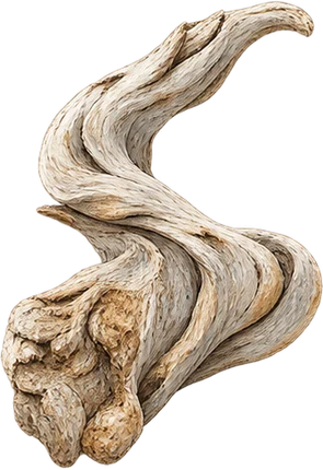 The drawing: driftwood