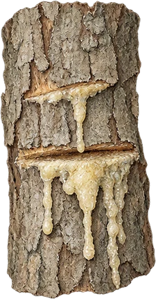 The drawing: elemi, tapped bark