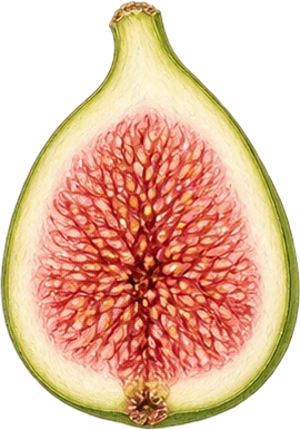 The drawing: fig, halved fig