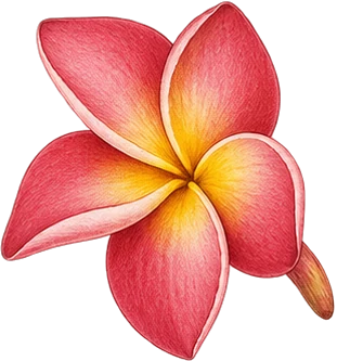 The drawing: frangipani, single flower