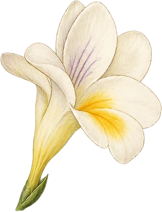 The drawing: freesia