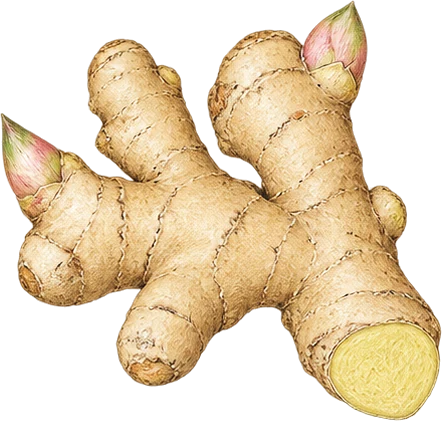 The drawing: ginger, fresh rhizome hand