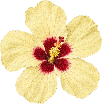 The drawing: hibiscus