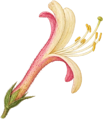 The drawing: honeysuckle