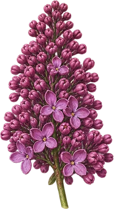 The drawing: lilac