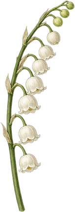 The drawing: lily-of-the-valley, flowering stem