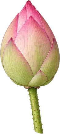 The drawing: lotus