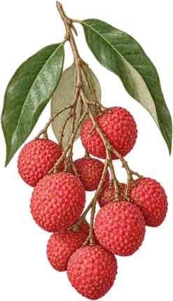 The drawing: lychee