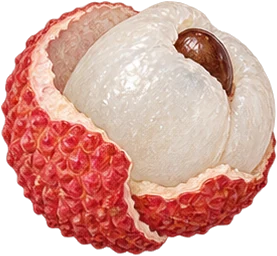 The drawing: lychee