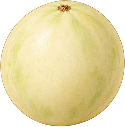 The drawing: melon