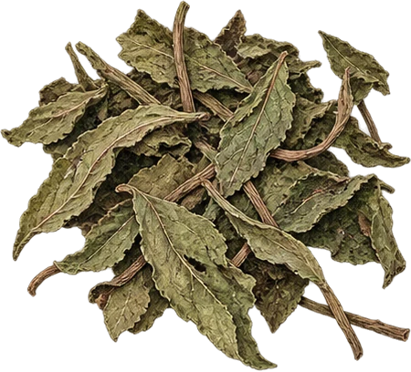 The drawing: mint, dried leaves