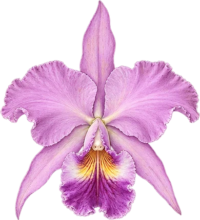The drawing: orchid