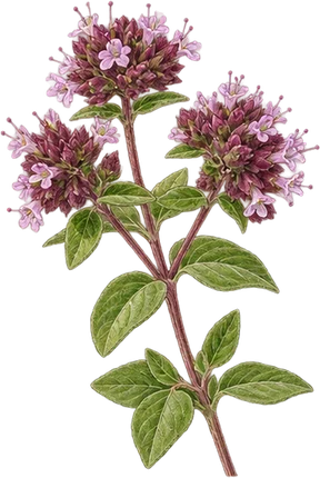 The drawing: oregano, flowering top