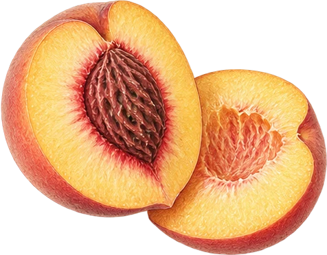 The drawing: peach