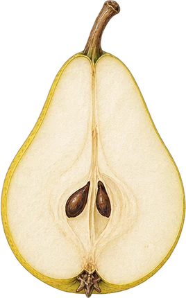 The drawing: pear