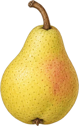 The drawing: pear
