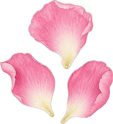 The drawing: peony