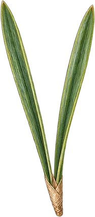 The drawing: pine, needle pair
