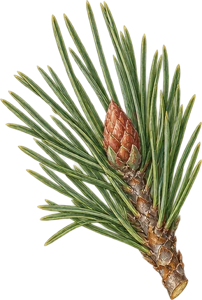 The drawing: pine, needle twig