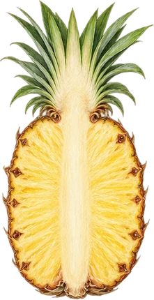 The drawing: pineapple