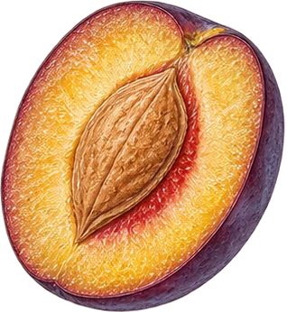 The drawing: plum