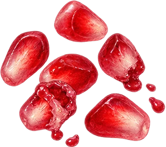 The drawing: pomegranate